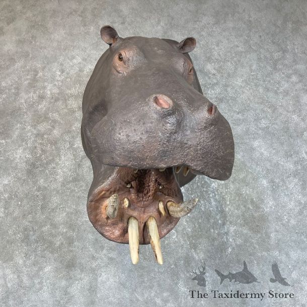 Hippopotamus Shoulder Mount For Sale #25707 @ The Taxidermy Store