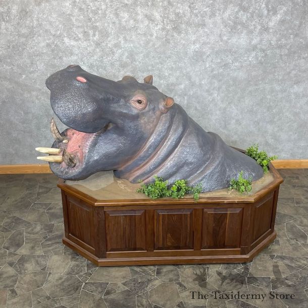 African Hippopotamus Shoulder Pedestal Mount For Sale #28329 @ The Taxidermy Store