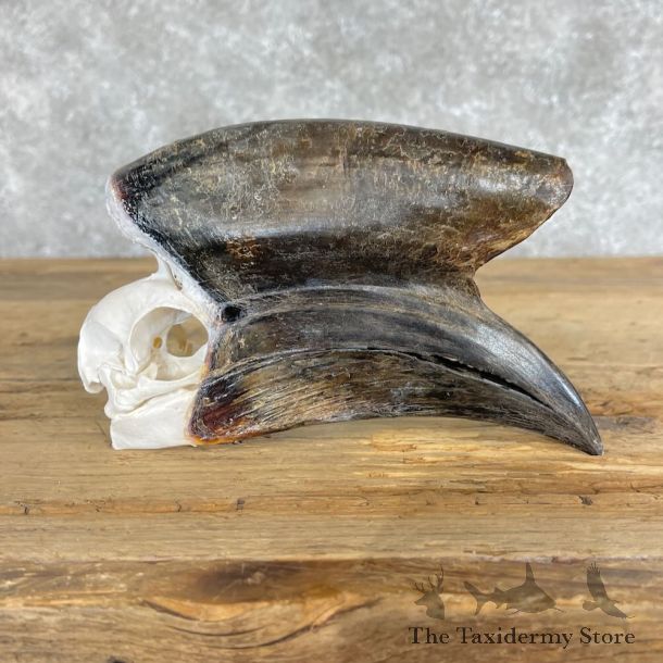 African Hornbill Skull For Sale #28648 @ The Taxidermy Store