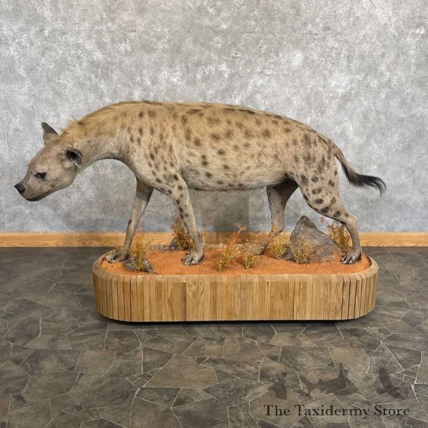 African Hyena Life-Size Mount For Sale #27670 @ The Taxidermy Store