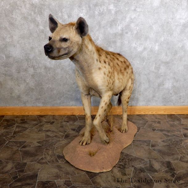 African Hyena Life-Size Taxidermy Mount #18599 For Sale @ The Taxidermy Store