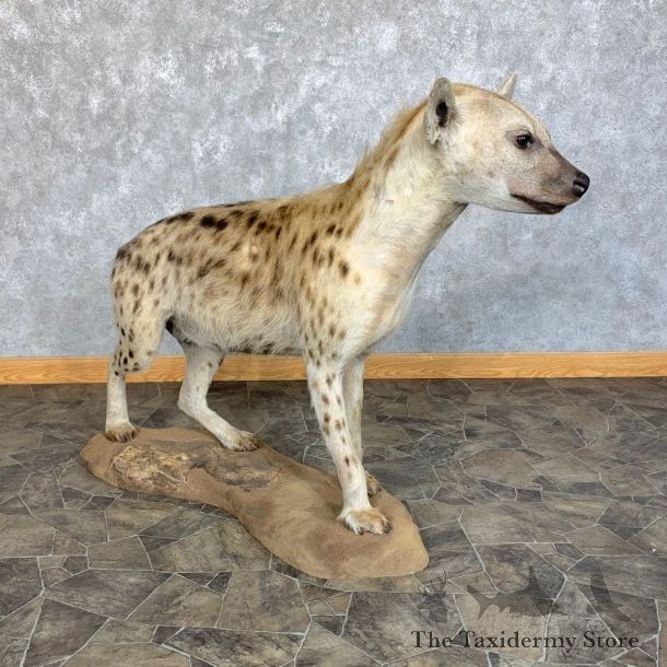 African Hyena Life-Size Taxidermy Mount #23442 For Sale @ The Taxidermy Store