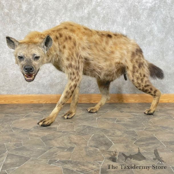 African Hyena Life-Size Taxidermy Mount #24201 For Sale @ The Taxidermy Store