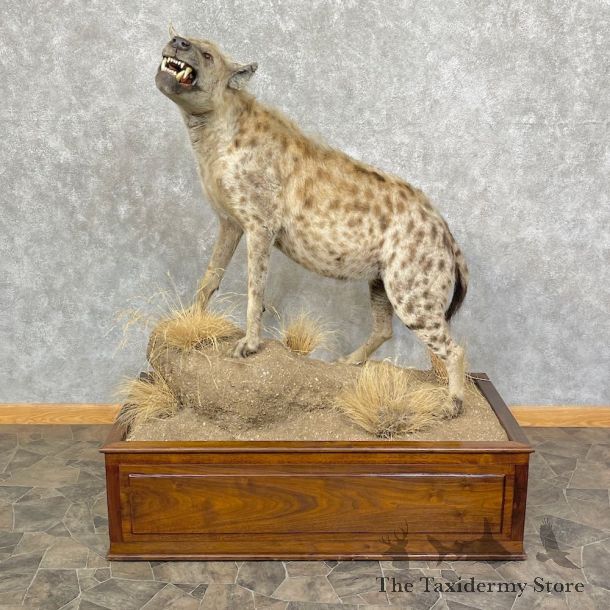 African Hyena Life-Size Taxidermy Mount #25246 For Sale @ The Taxidermy Store
