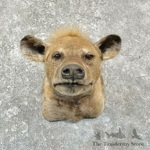 African Hyena Shoulder Mount #27101 For Sale @ The Taxidermy Store