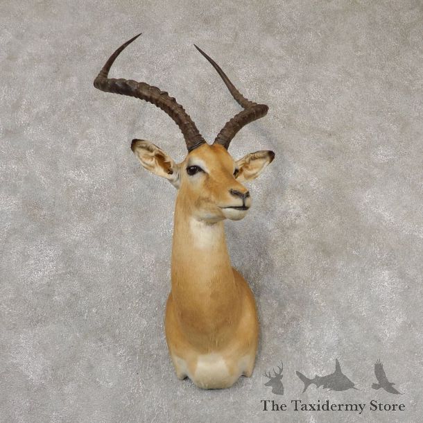 African Impala Shoulder Mount #18824 For Sale @ The Taxidermy Store