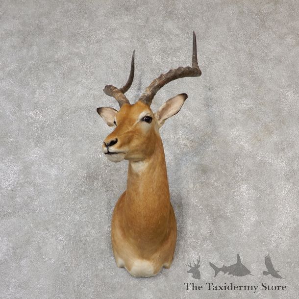 African Impala Shoulder Mount #19104 For Sale @ The Taxidermy Store