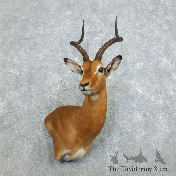 African Impala Shoulder Mount For Sale #18537 @ The Taxidermy Store
