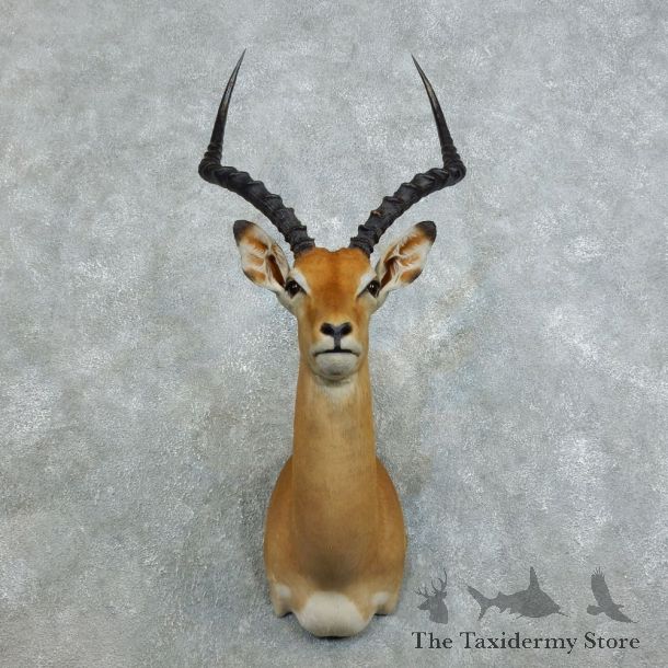 African Impala Shoulder Mount For Sale #18540 @ The Taxidermy Store