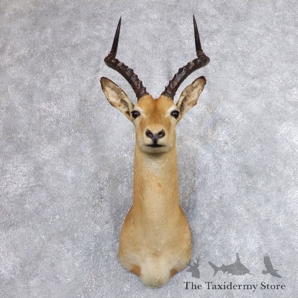 African Impala Shoulder Mount For Sale #18626 @The Taxidermy Store