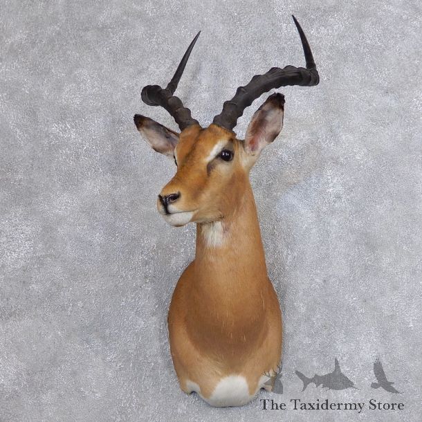 African Impala Shoulder Mount For Sale #18738 @ The Taxidermy Store