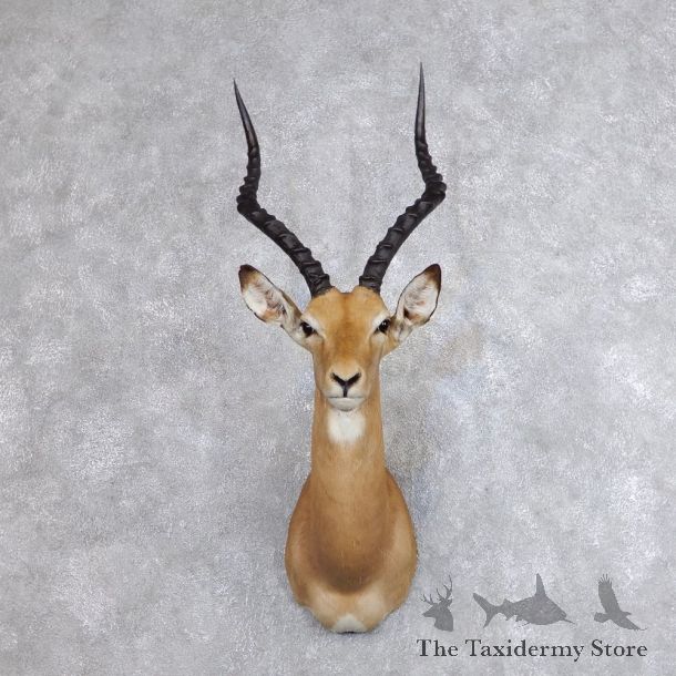 African Impala Shoulder Mount For Sale #18739 @ The Taxidermy Store