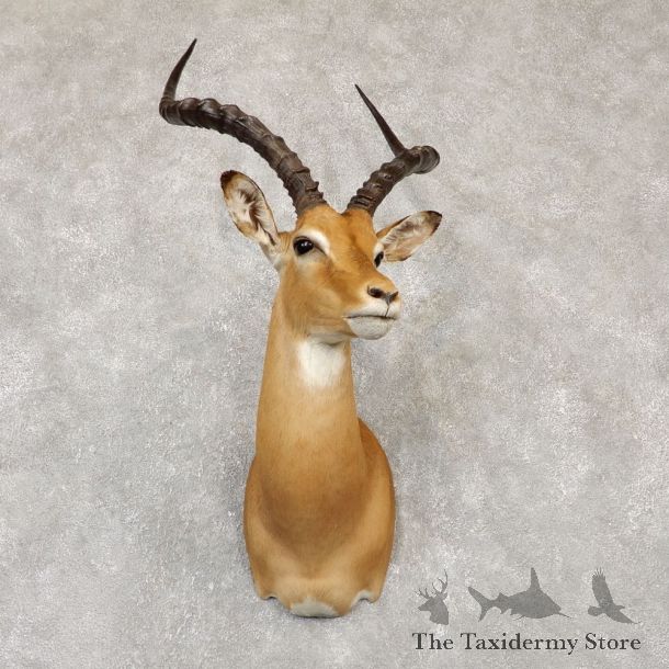 African Impala Shoulder Mount For Sale #20147 @ The Taxidermy Store