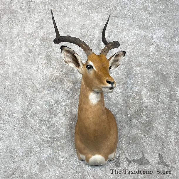 African Impala Shoulder Mount For Sale #28346 @ The Taxidermy Store