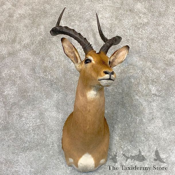 African Impala Shoulder Taxidermy Mount #22986 For Sale @ The Taxidermy Store