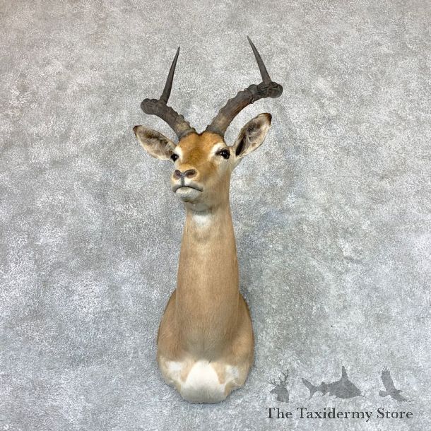 African Impala Shoulder Taxidermy Mount #22987 For Sale @ The Taxidermy Store