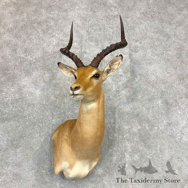 African Impala Shoulder Taxidermy Mount #23351 For Sale @ The Taxidermy Store