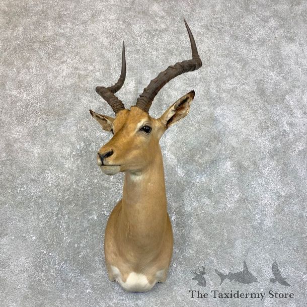 African Impala Shoulder Taxidermy Mount #23881 For Sale @ The Taxidermy Store
