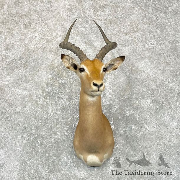 African Impala Shoulder Taxidermy Mount #24947 For Sale @ The Taxidermy Store