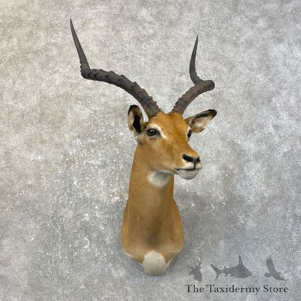 African Impala Shoulder Taxidermy Mount #25153 For Sale @ The Taxidermy Store