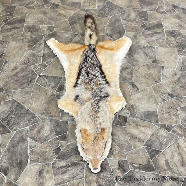 African Jackal Taxidermy Rug #26289 For Sale @ The Taxidermy Store
