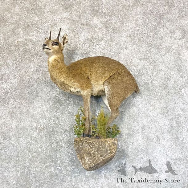 African Klipspringer Taxidermy Mount #23745 @ The Taxidermy Store