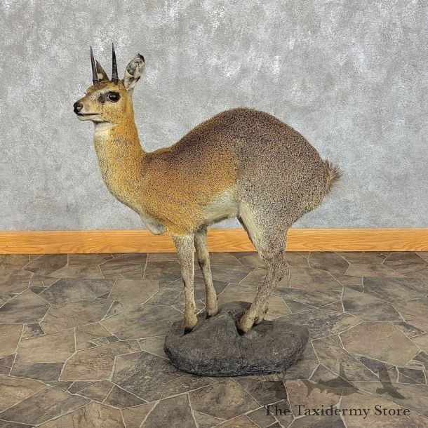 African Klipspringer Taxidermy Mount #21299 - The Taxidermy Store