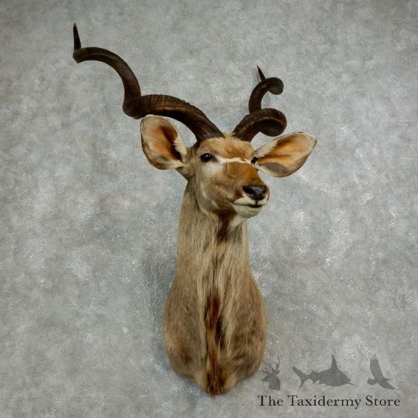 Greater Kudu Shoulder Mount For Sale #17624 @ The Taxidermy Store