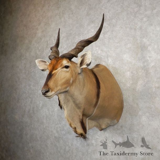 African Lord Derby Eland Shoulder Taxidermy Mount #21088 For Sale @ The Taxidermy Store
