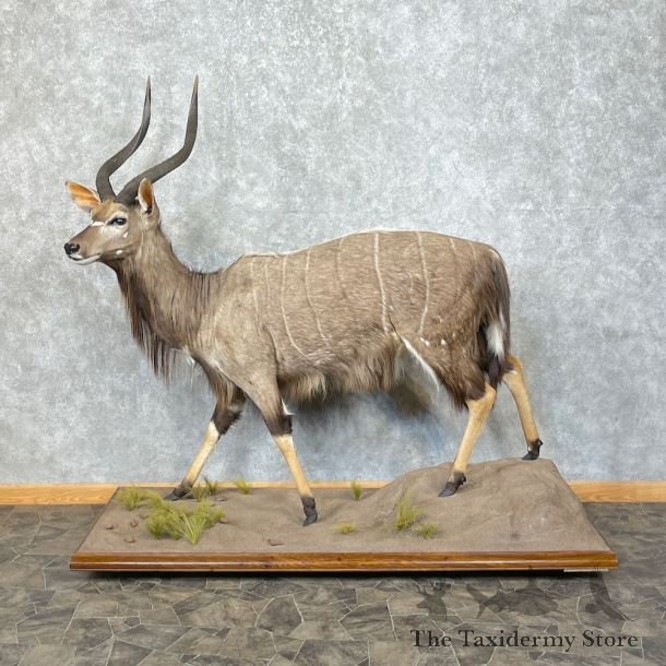 African Nyala Life-Size Taxidermy Mount #25295 For Sale @ The Taxidermy Store 
