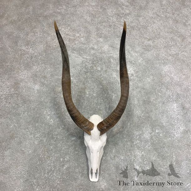 African Nyala Skull European Mount For Sale #21953 @ The Taxidermy Store