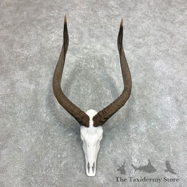 African Nyala Skull European Mount For Sale #21954 @ The Taxidermy Store