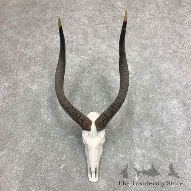 African Nyala Skull European Mount For Sale #21955 @ The Taxidermy Store