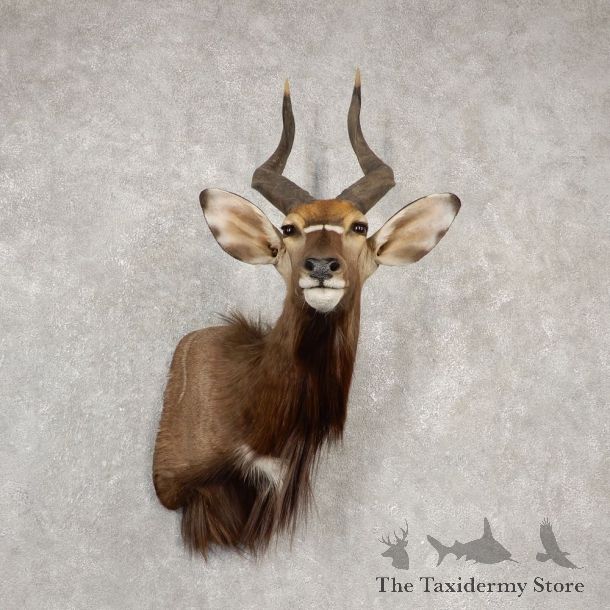 African Nyala Taxidermy Shoulder Mount #20534 For Sale @ The Taxidermy Store