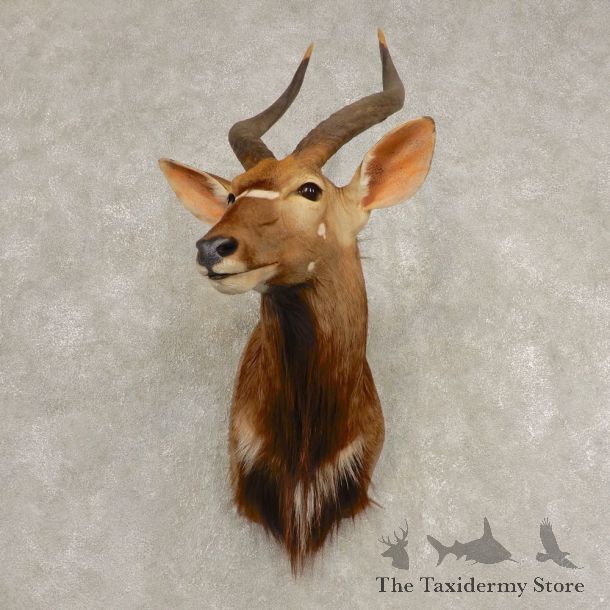 African Nyala Taxidermy Shoulder Mount #21584 For Sale @ The Taxidermy Store