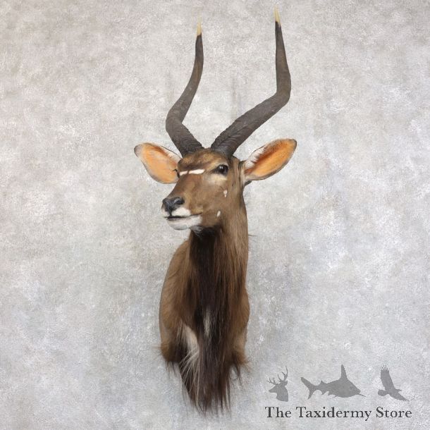 African Nyala Taxidermy Shoulder Mount #22232 For Sale @ The Taxidermy Store