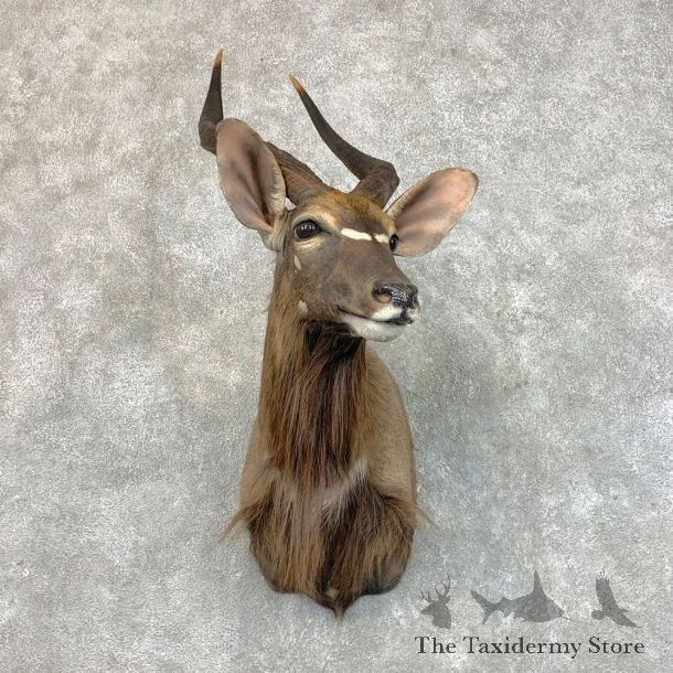 African Nyala Taxidermy Shoulder Mount #22815 For Sale @ The Taxidermy Store