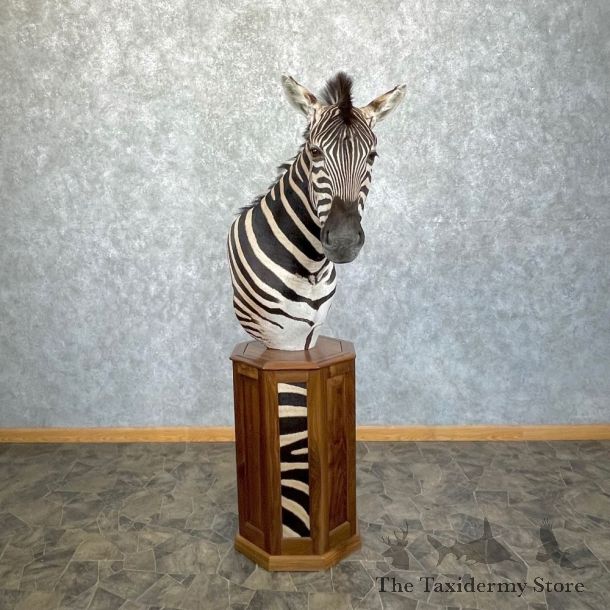 African Plains Zebra Pedestal Mount For Sale #24980 - The Taxidermy Store