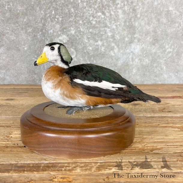 African Pygmy Goose Bird Mount For Sale #26668 @ The Taxidermy Store