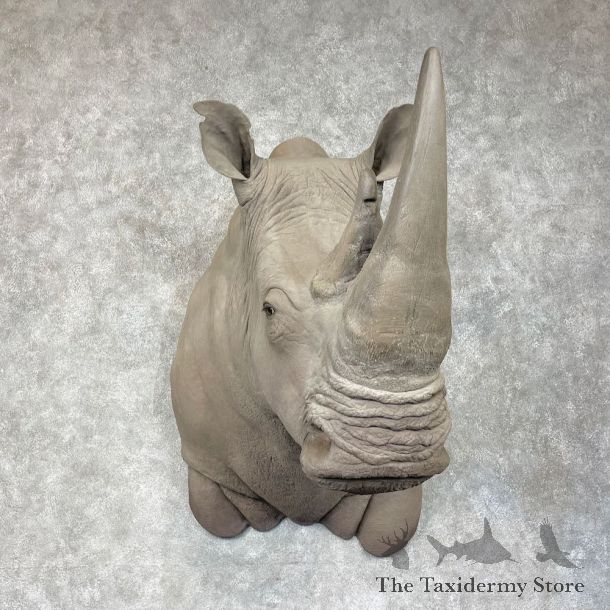 Rhinoceros Replica Shoulder Mount For Sale #25613 @ The Taxidermy Store