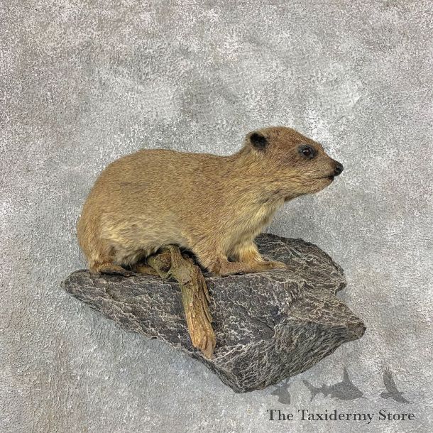 African Rock Hyrax Taxidermy Mount #21530 - The Taxidermy Store