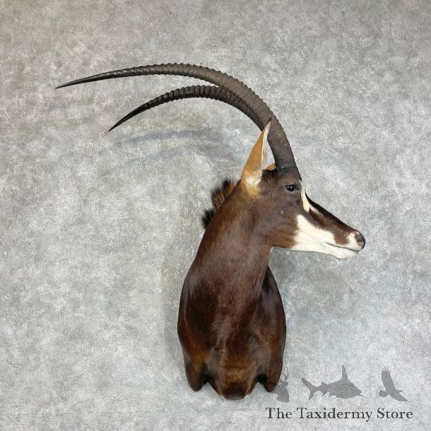 African Sable Shoulder Mount For Sale #25725 For Sale @ The Taxidermy Store