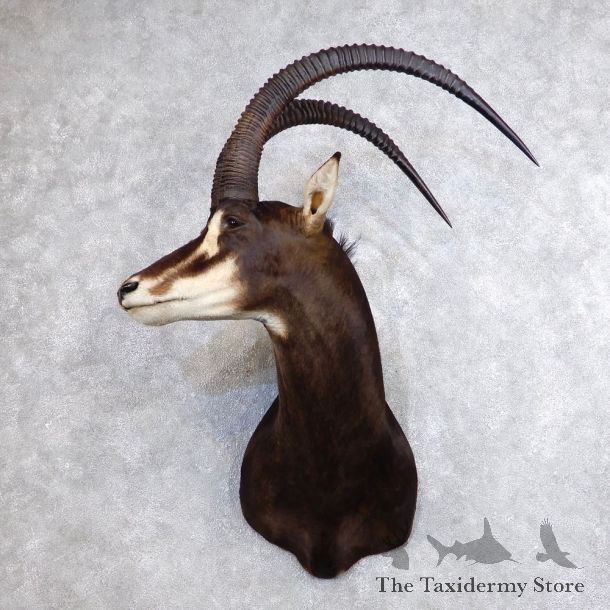 African Sable Shoulder Mount For Sale #18649 For Sale @ The Taxidermy Store