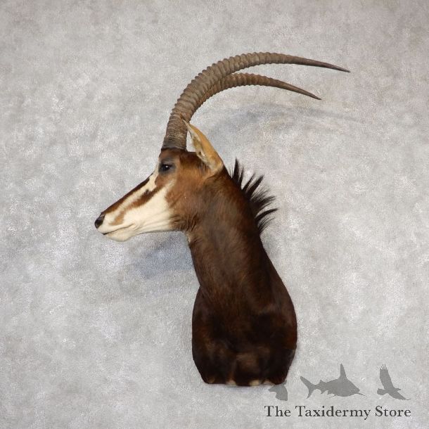 African Sable Shoulder Mount For Sale #18813 For Sale @ The Taxidermy Store