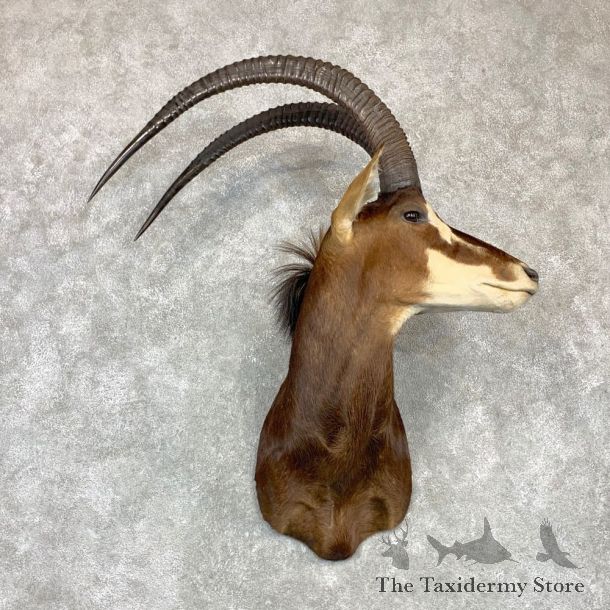African Sable Shoulder Mount For Sale #23153 For Sale @ The Taxidermy Store