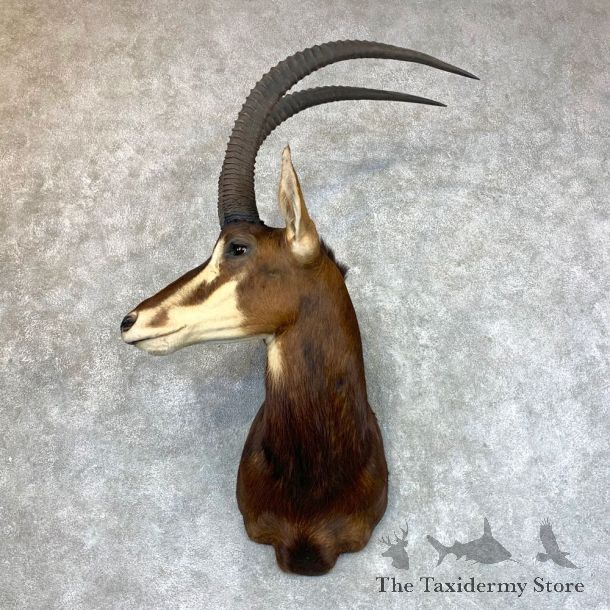 African Sable Shoulder Mount For Sale #23598 For Sale @ The Taxidermy Store
