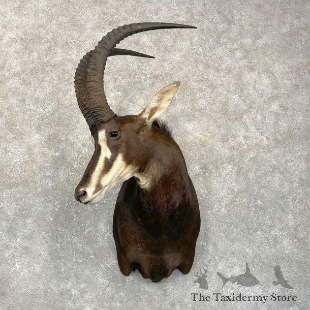 African Sable Shoulder Mount For Sale #24989 For Sale @ The Taxidermy Store