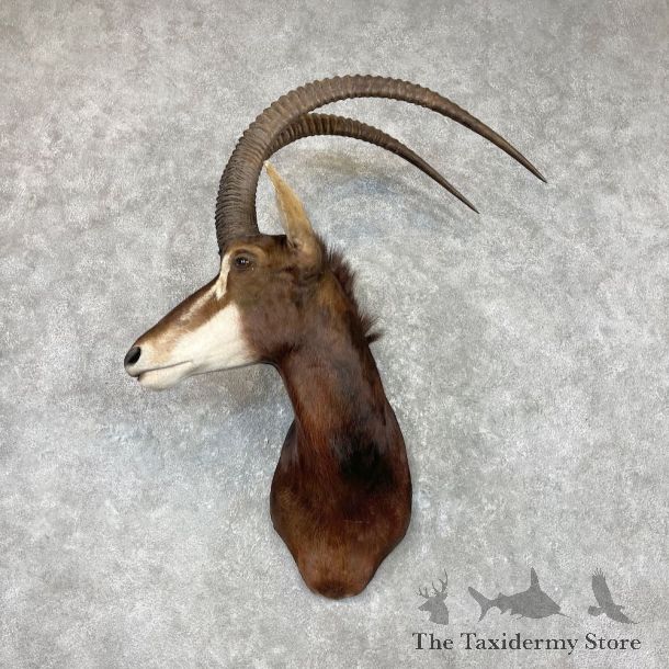 African Sable Shoulder Mount For Sale #26918 @ The Taxidermy Store