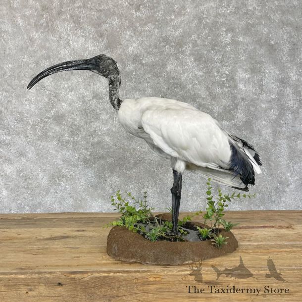 African Sacred Ibis Bird Mount For Sale #28536 @ The Taxidermy Store