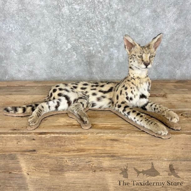 African Serval Cat Life-Size Mount For Sale #27359 @ The Taxidermy Store